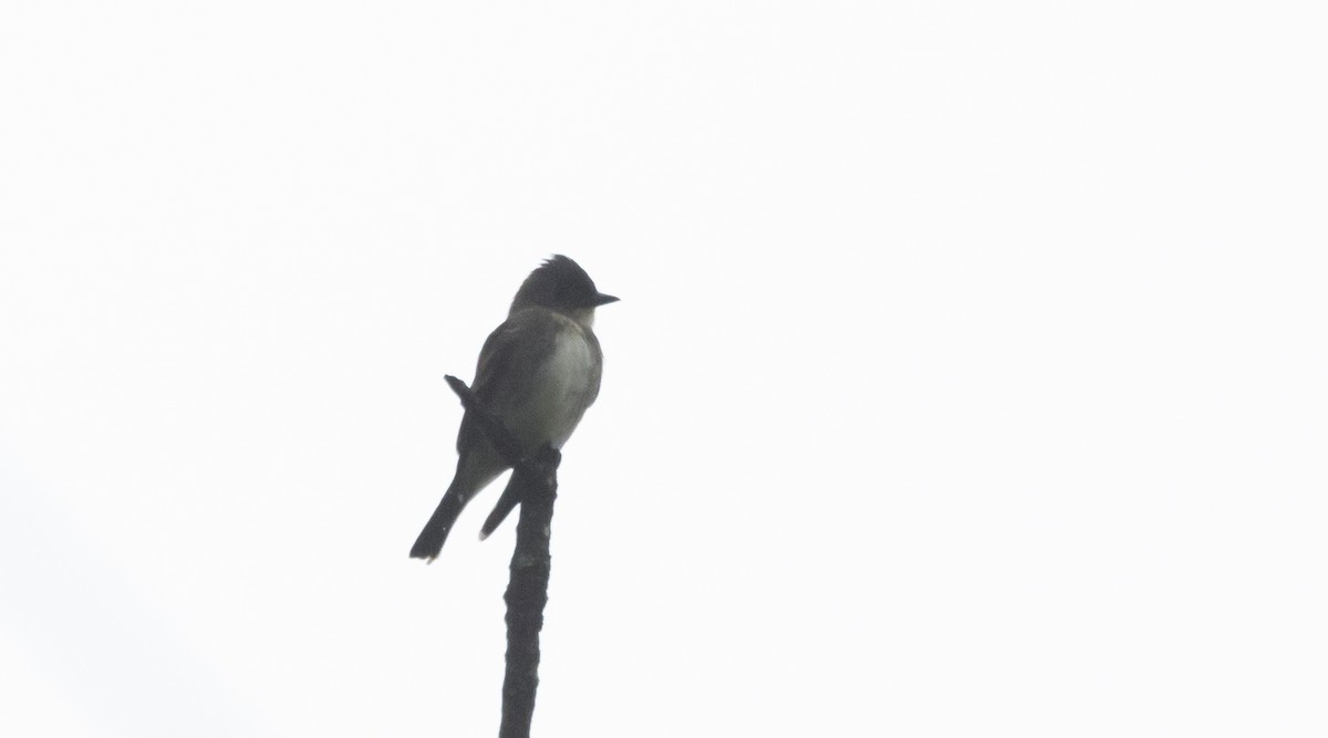 Olive-sided Flycatcher - ML642485041