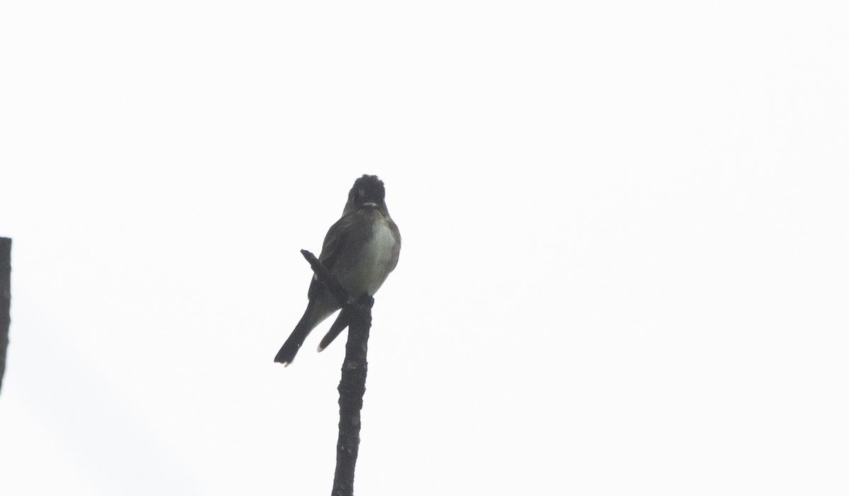 Olive-sided Flycatcher - ML642485042