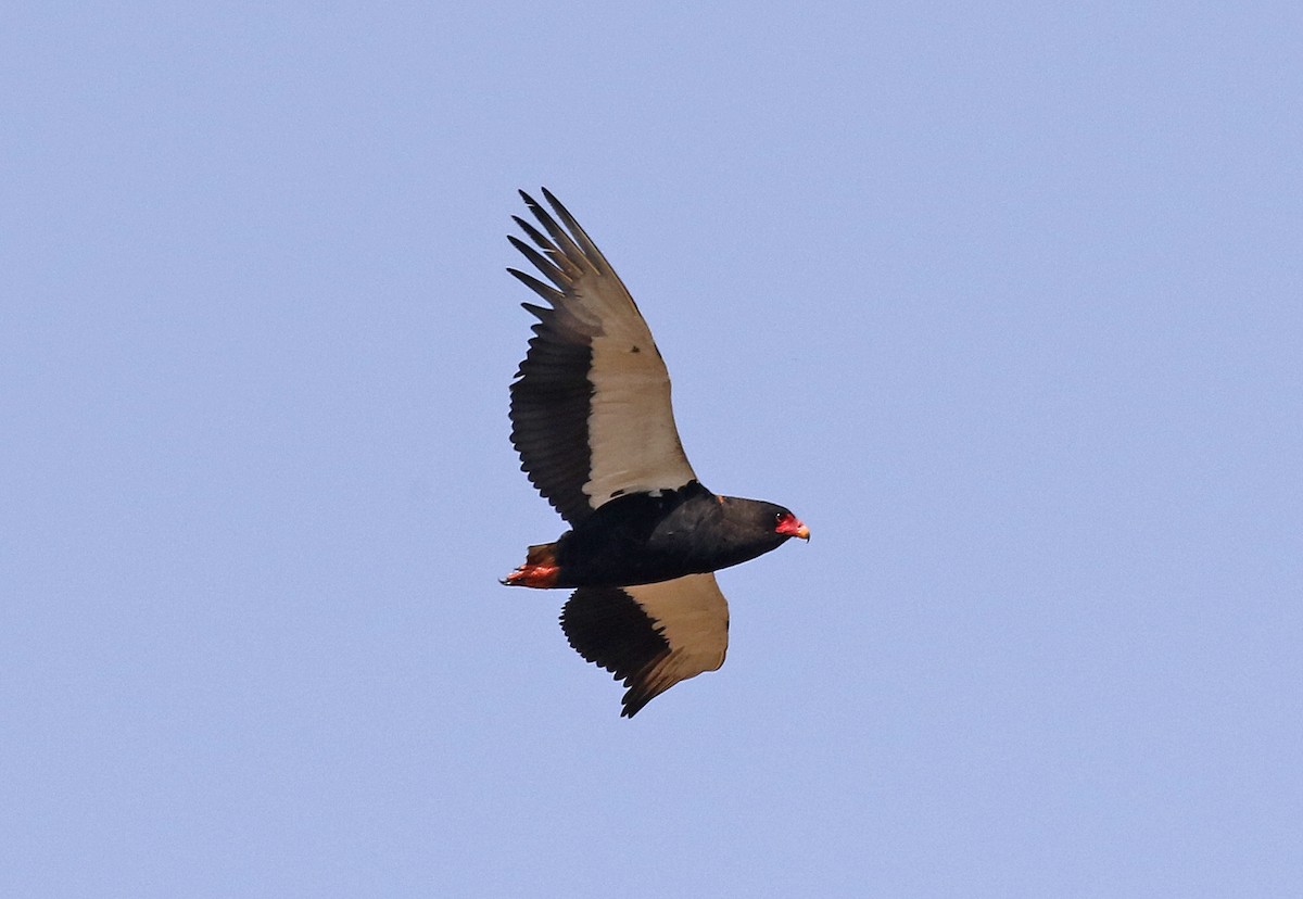 Bateleur - ML642485064
