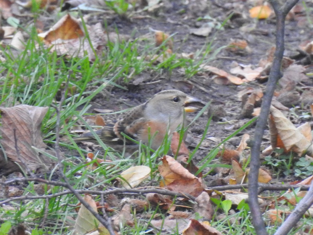 Brambling - ML642485065