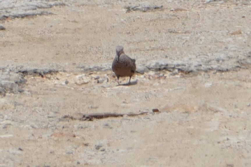Common Ground Dove - ML642485066