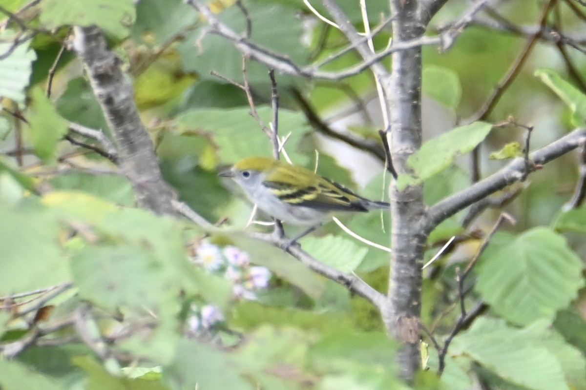 Chestnut-sided Warbler - ML642485071
