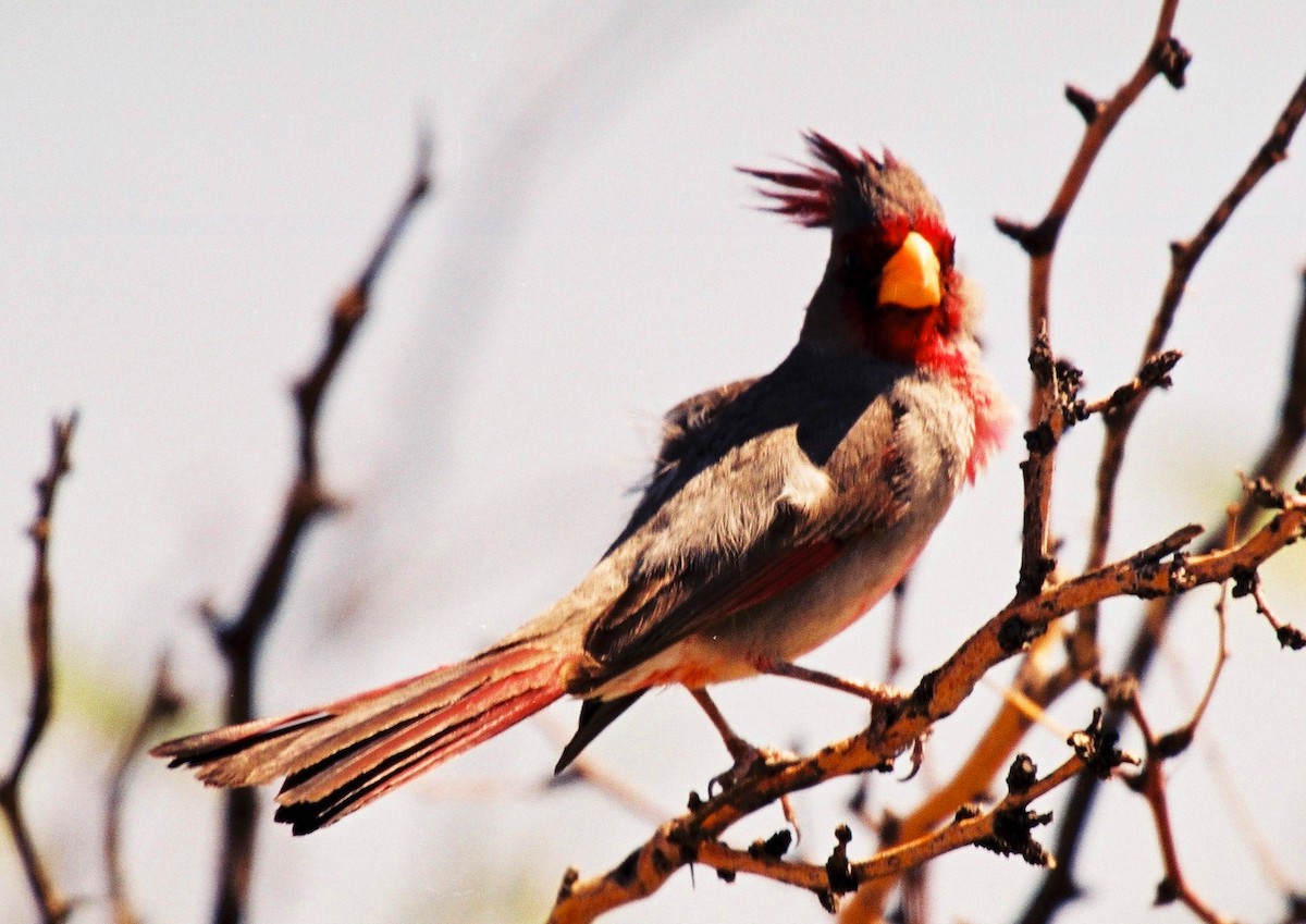 Pyrrhuloxia - ML642485097