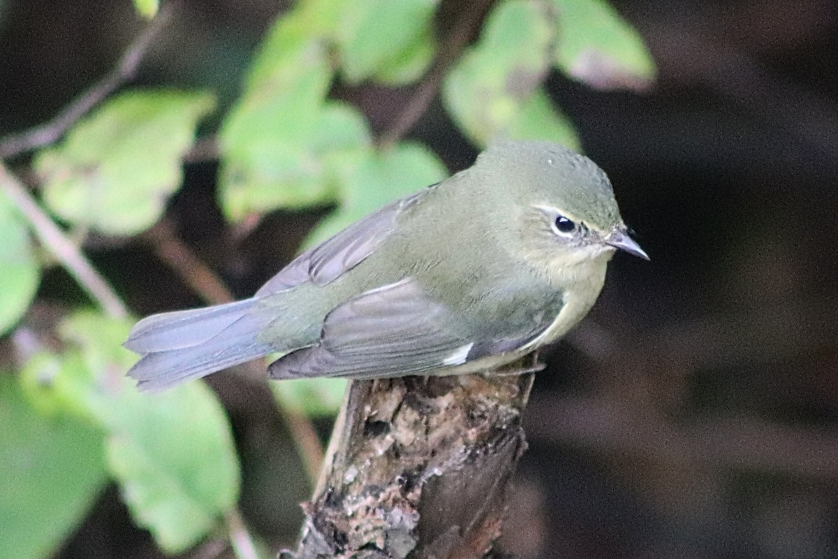 Black-throated Blue Warbler - ML642485116