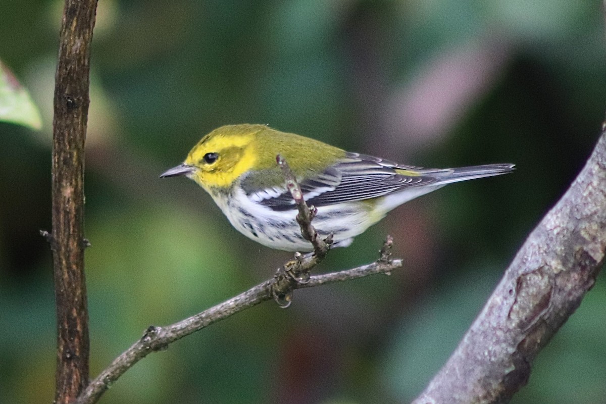 grønnparula - ML642485123