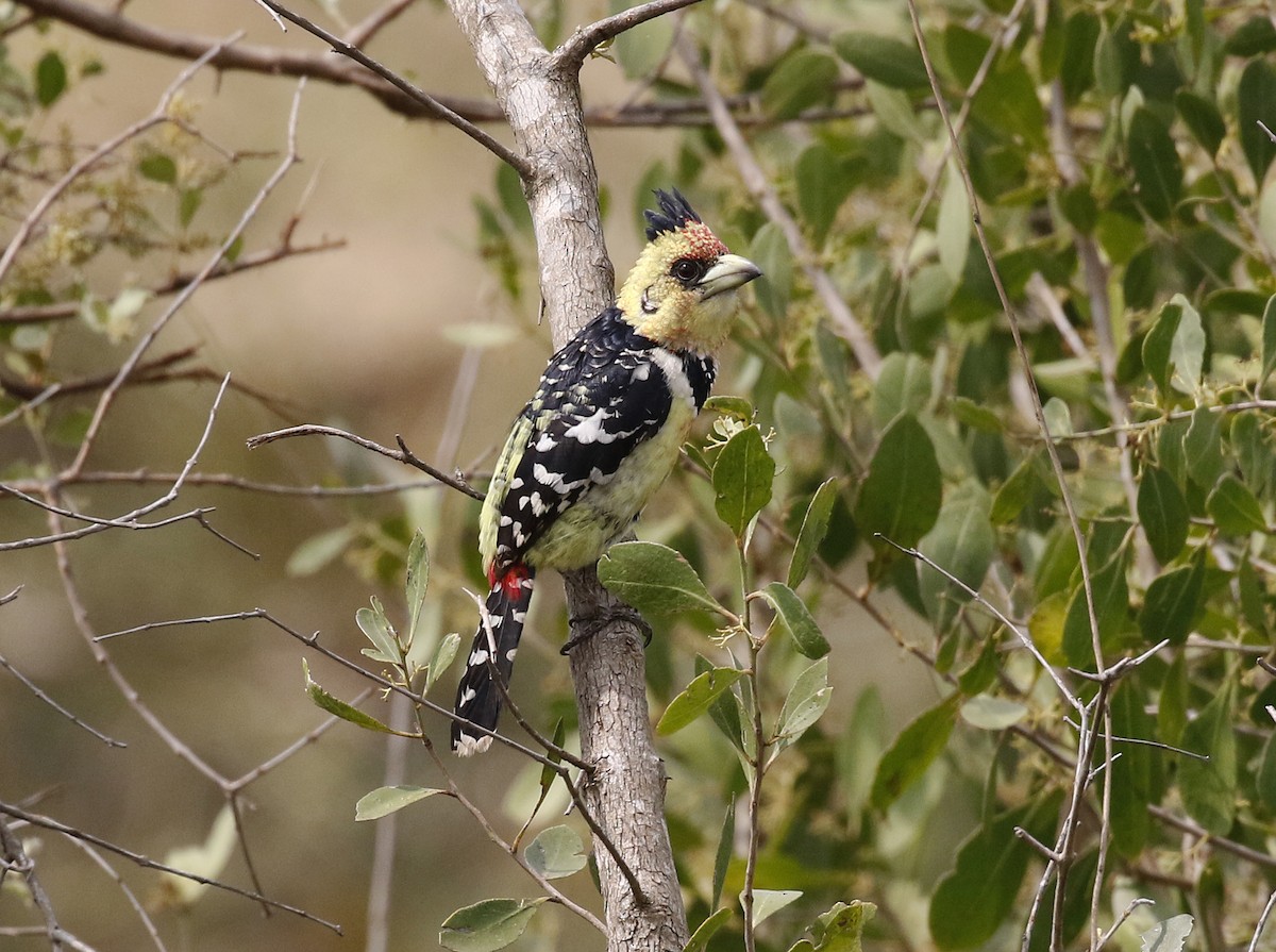 Crested Barbet - ML642485137