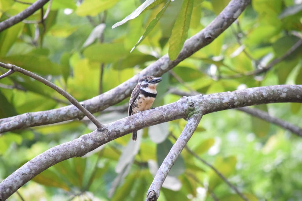Russet-throated Puffbird - ML642485139