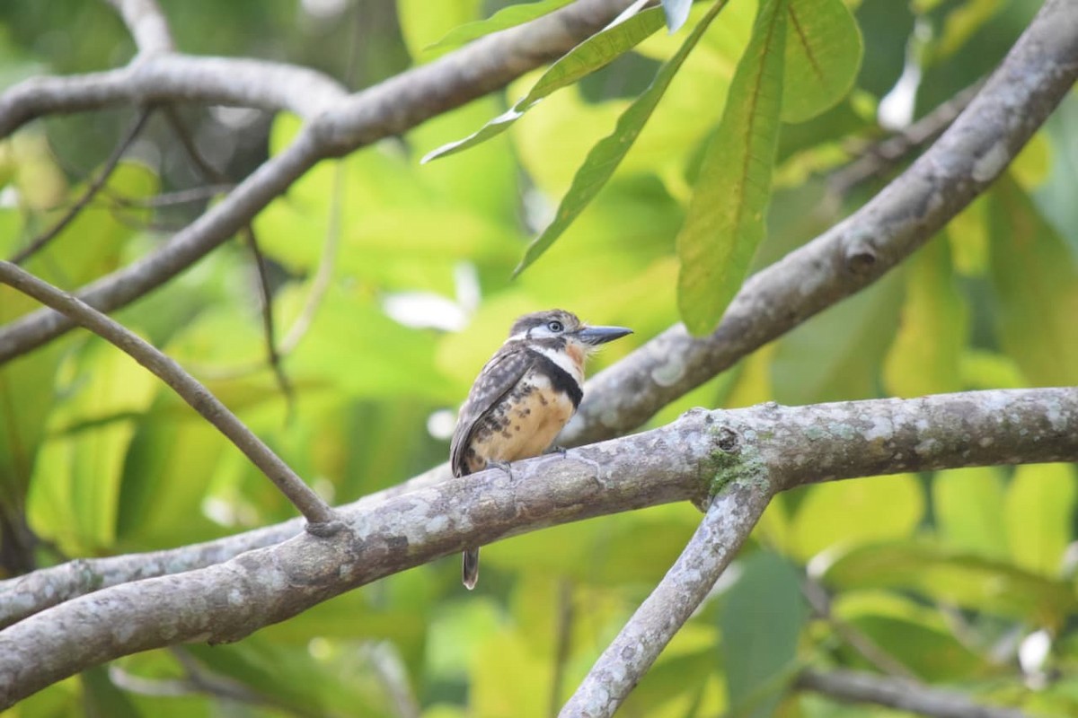 Russet-throated Puffbird - ML642485140