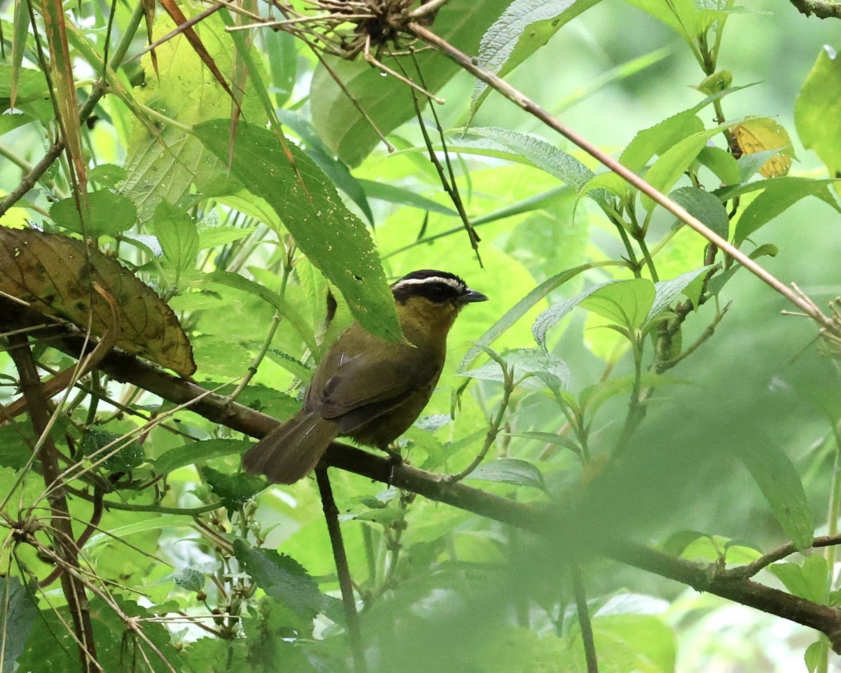 Black-capped Hemispingus (Black-capped) - ML642485143