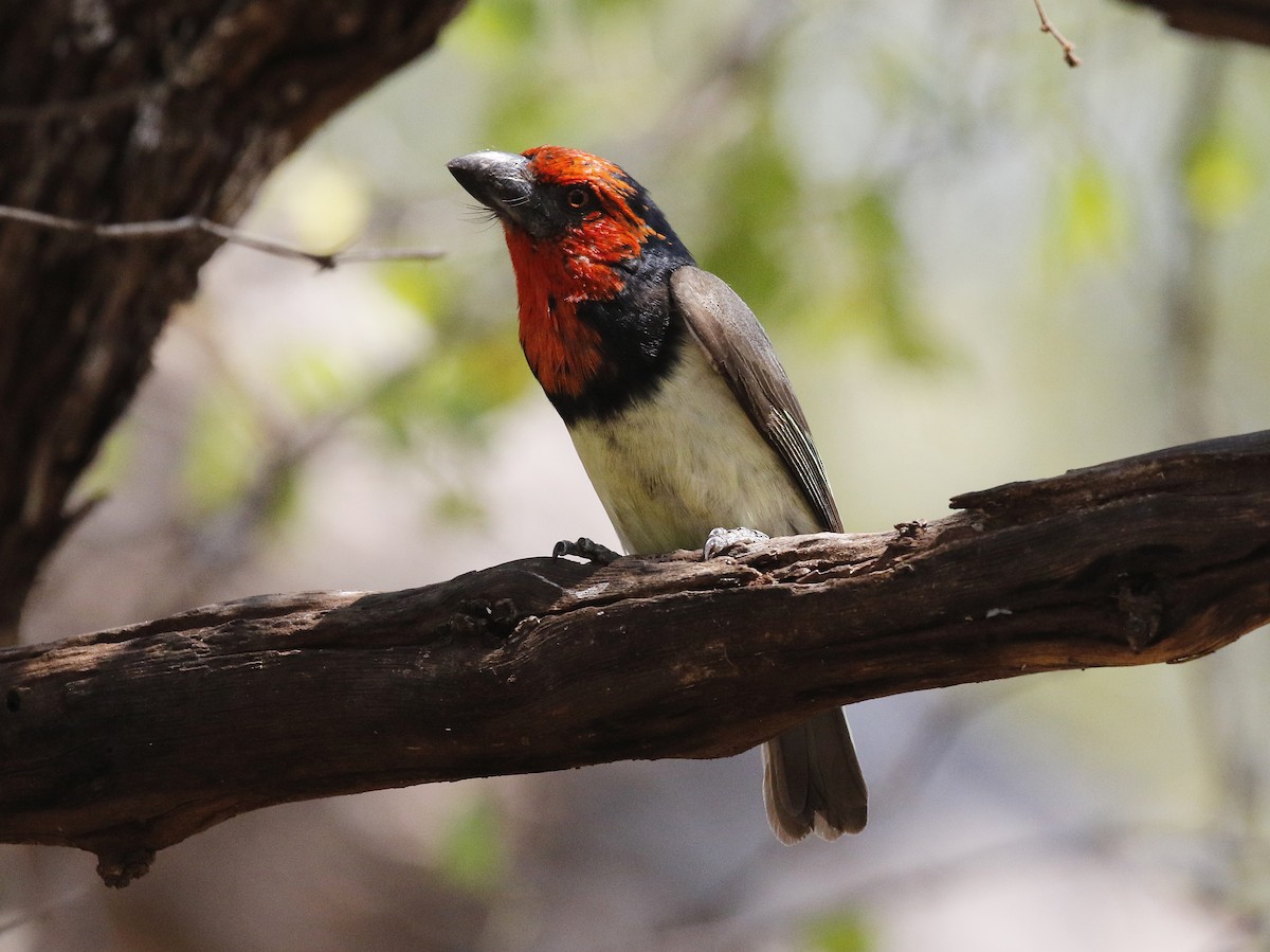 Black-collared Barbet - ML642485149