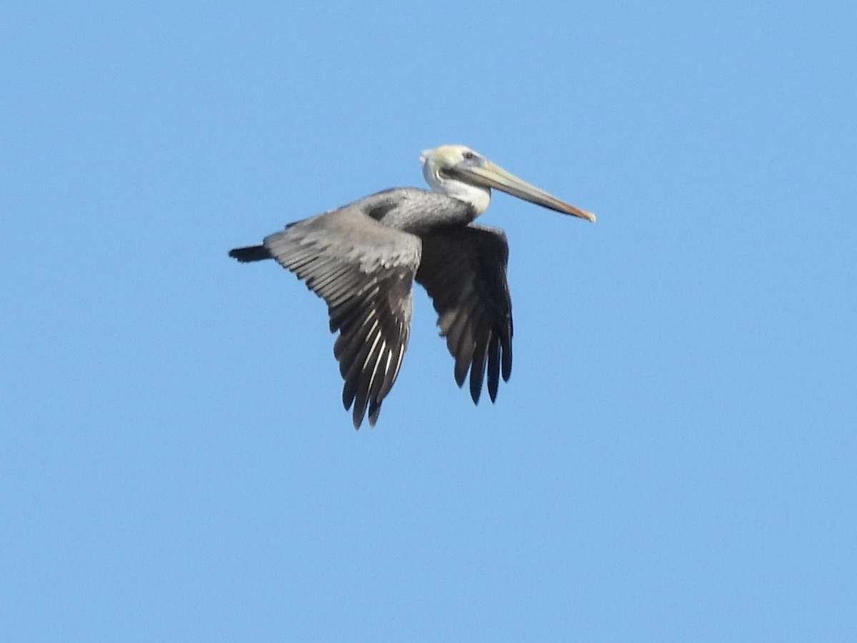 Brown Pelican - ML642485160
