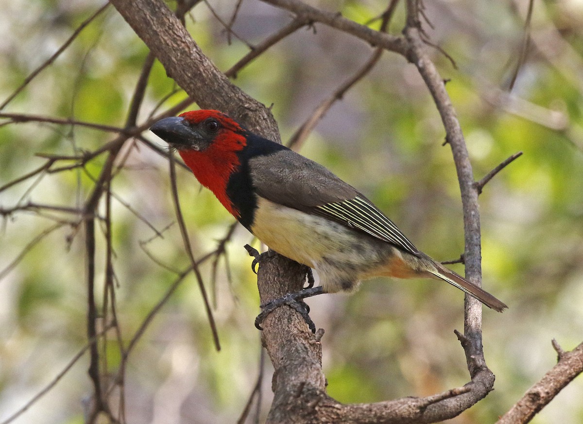 Black-collared Barbet - ML642485161