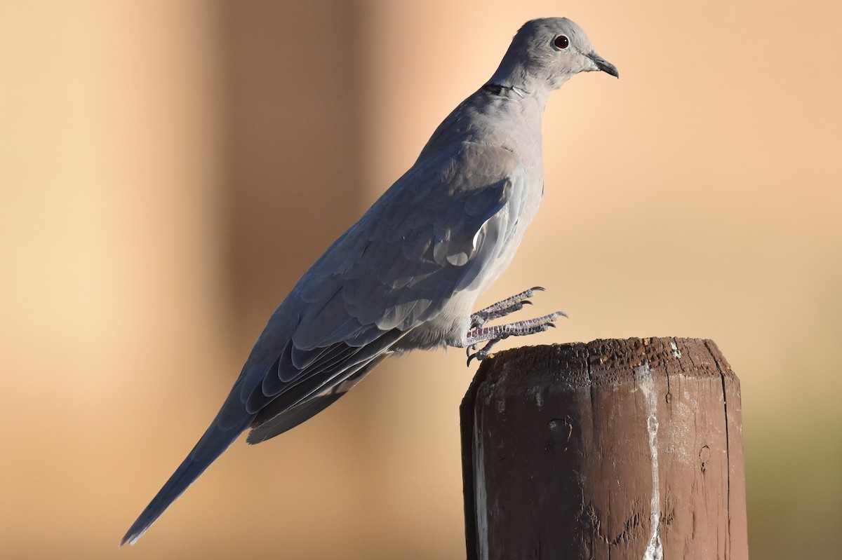 Eurasian Collared-Dove - ML642485192