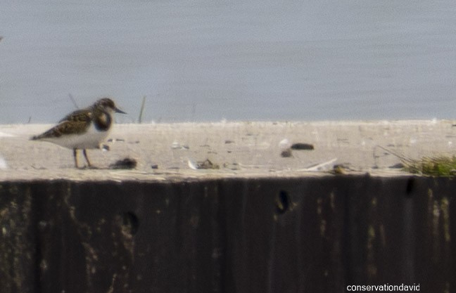 翻石鷸 - ML642485203