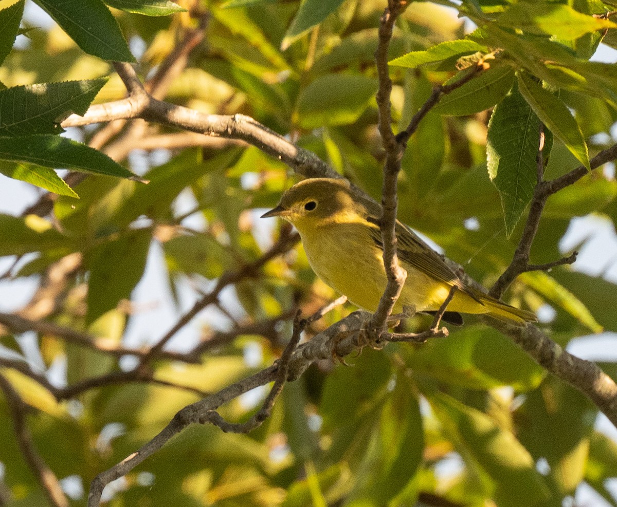Northern Yellow Warbler - ML642485240
