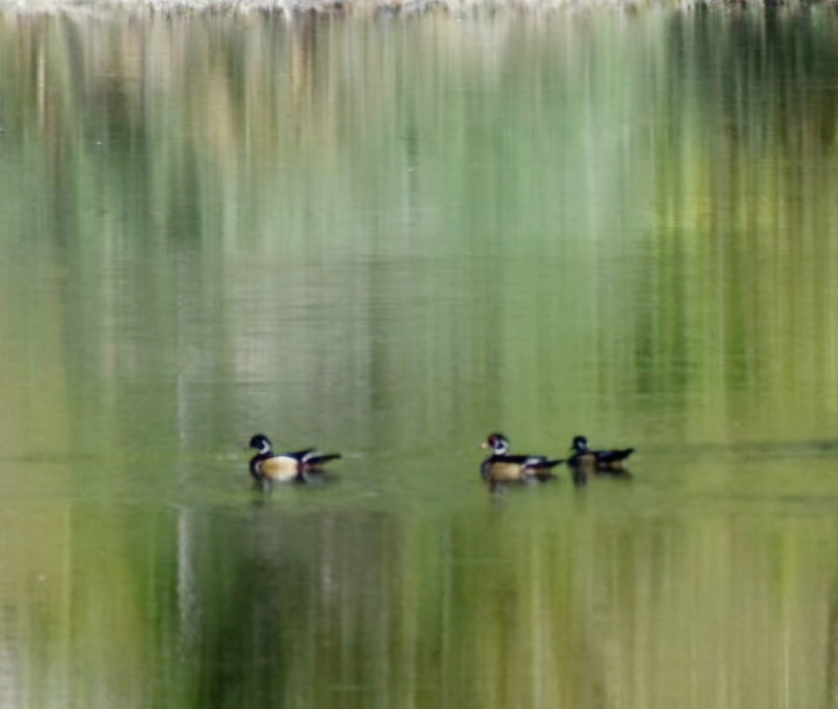 Wood Duck - ML642485250