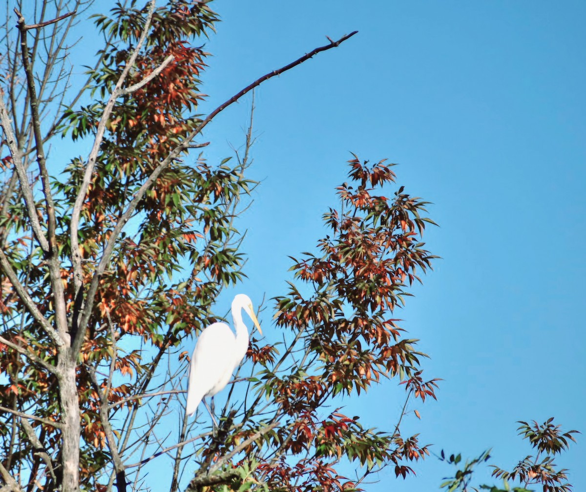 Great Egret - ML642485270