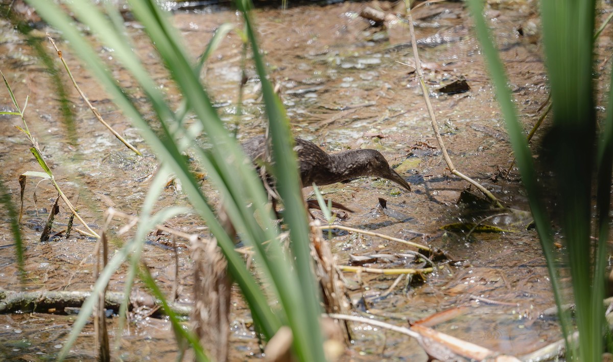 Spotted Rail - ML642485276