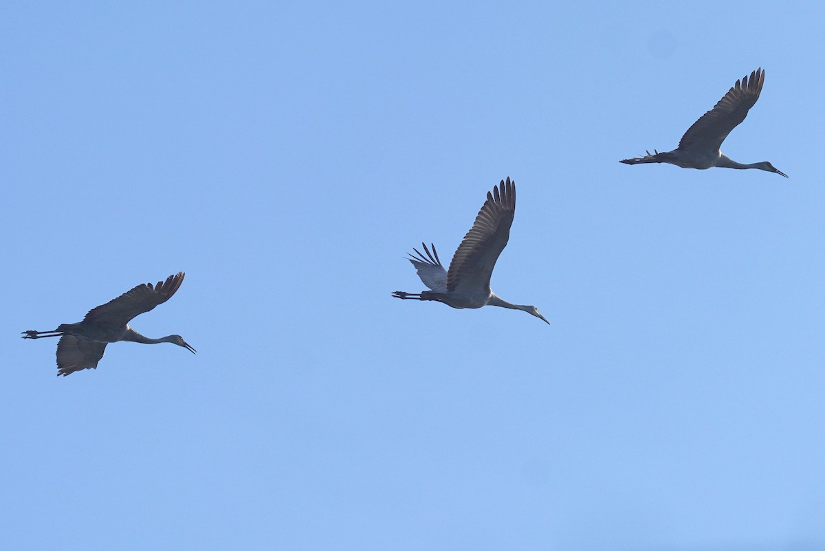 Sandhill Crane - ML642485278