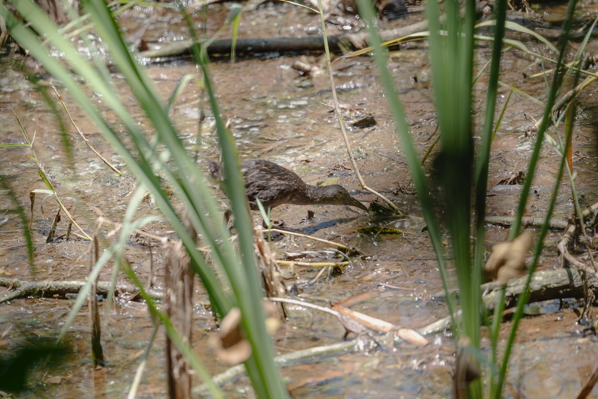 Spotted Rail - ML642485279