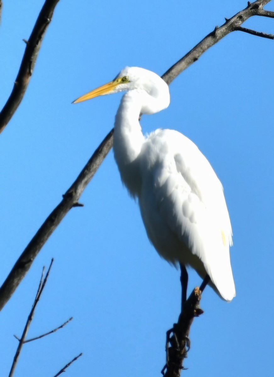 Great Egret - ML642485281
