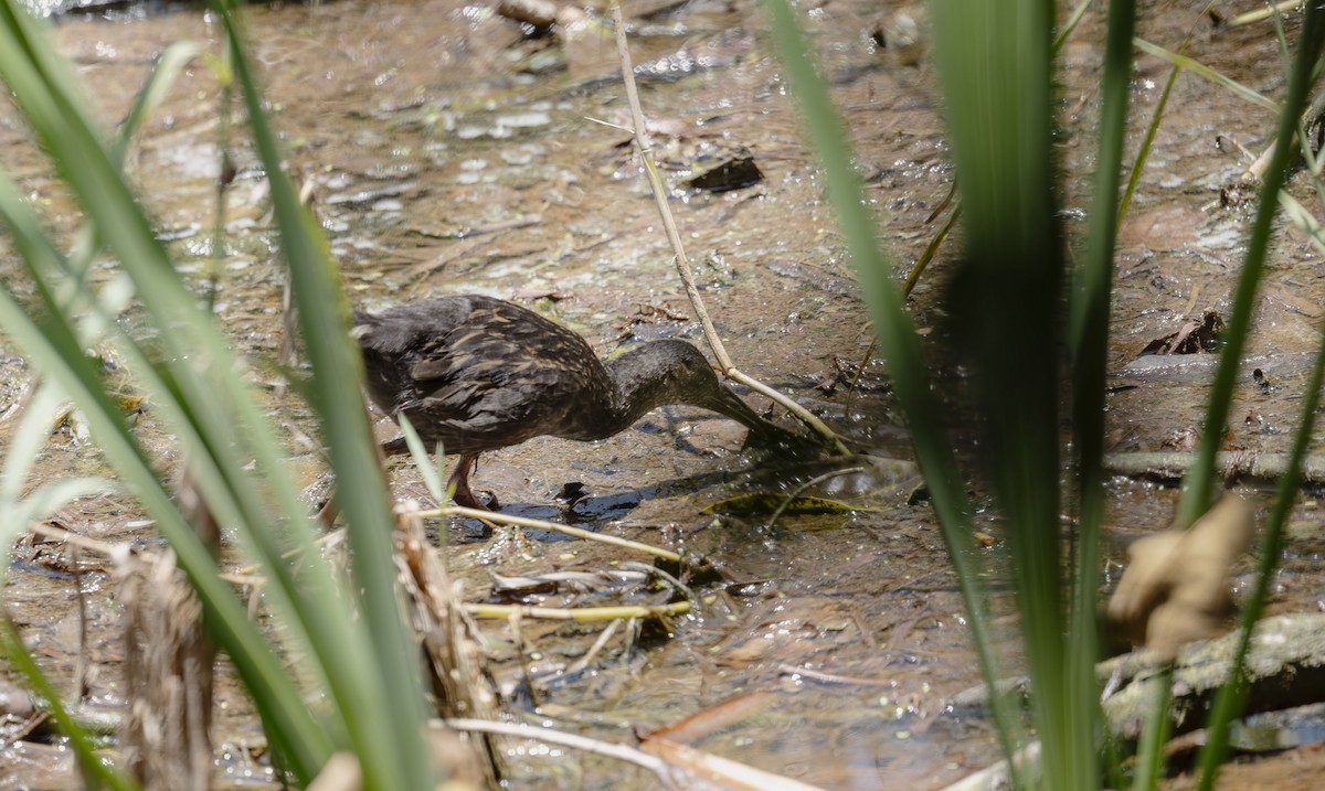 Spotted Rail - ML642485282