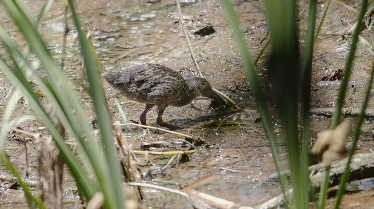 Spotted Rail - ML642485285