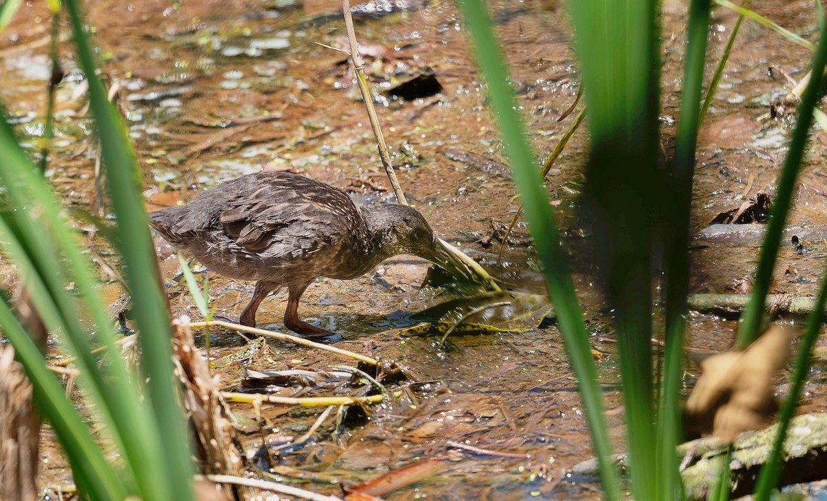 Spotted Rail - ML642485287