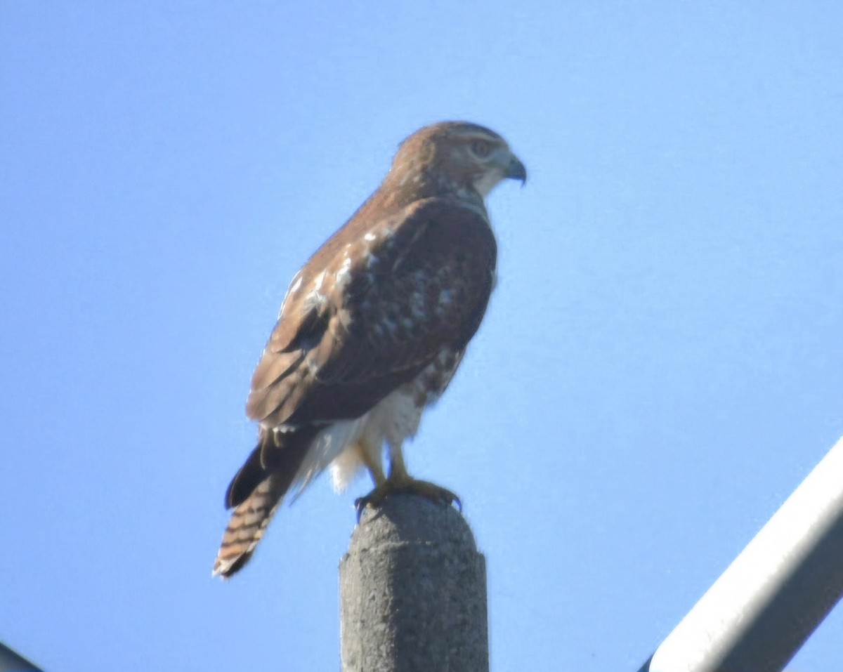 Red-tailed Hawk - ML642485292