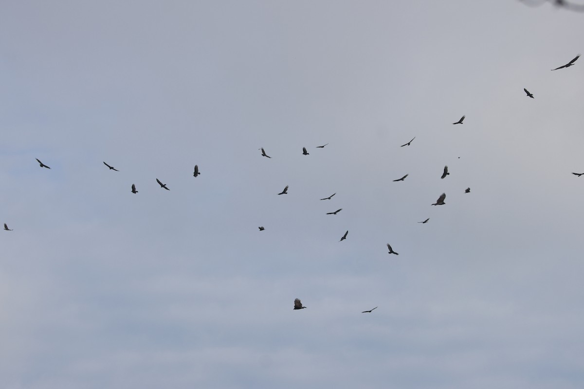 Turkey Vulture - ML642485297