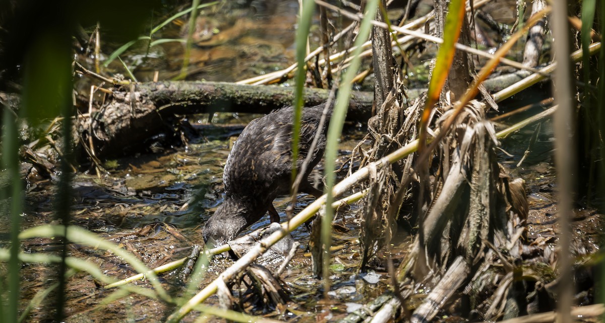 Spotted Rail - ML642485301