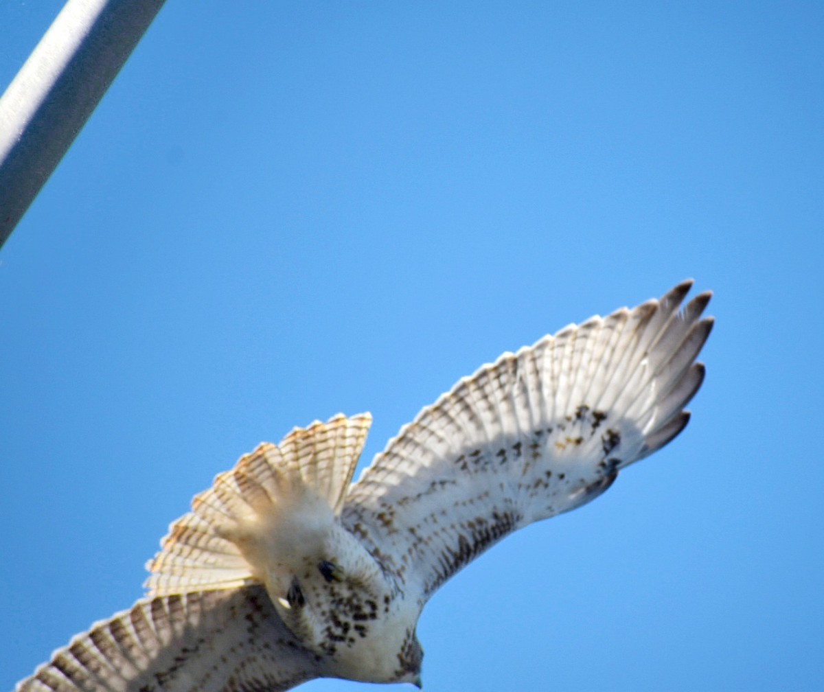 Red-tailed Hawk - ML642485302