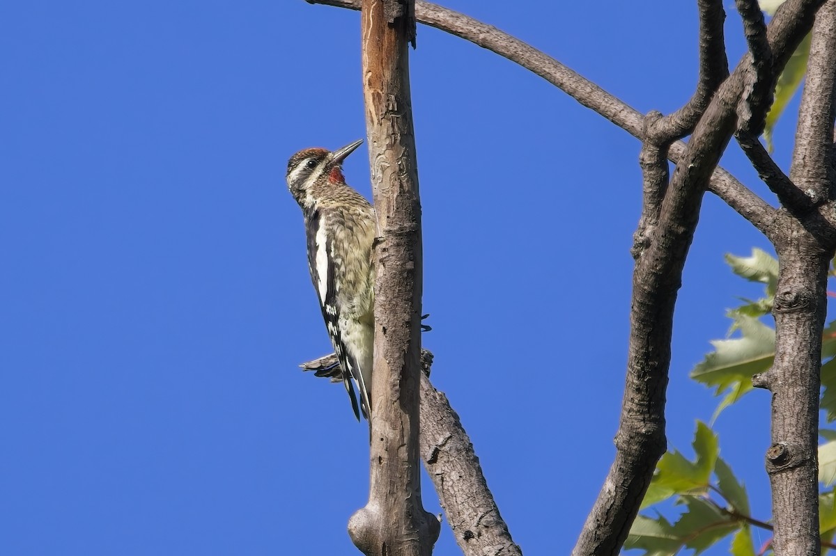 Yellow-bellied Sapsucker - ML642485305