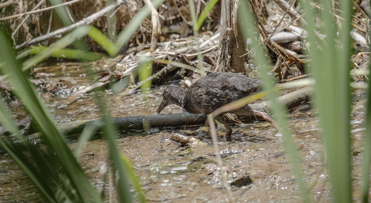 Spotted Rail - ML642485306