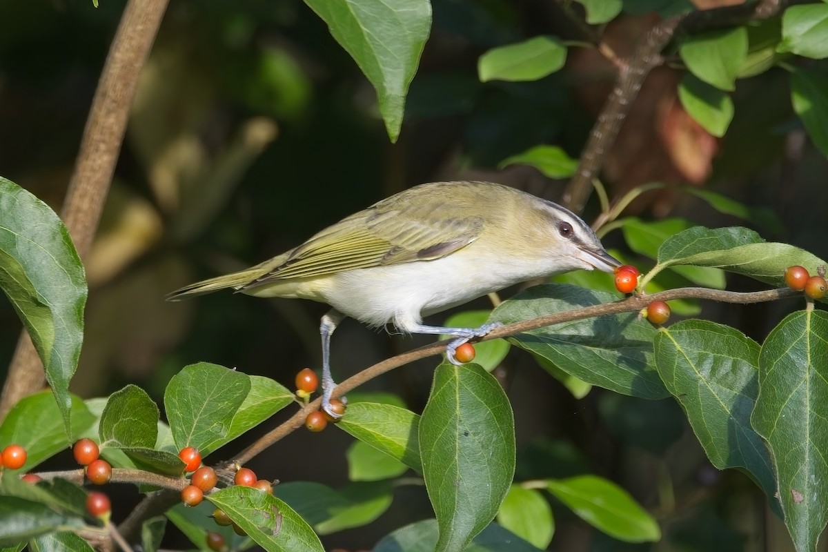 Red-eyed Vireo - ML642485315