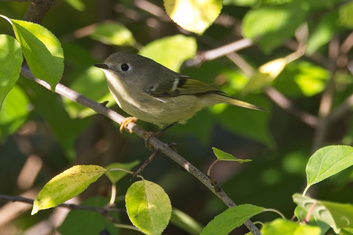 Ruby-crowned Kinglet - ML642485320