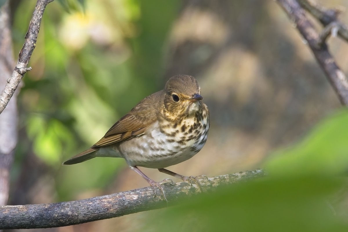 Swainson's Thrush - ML642485324