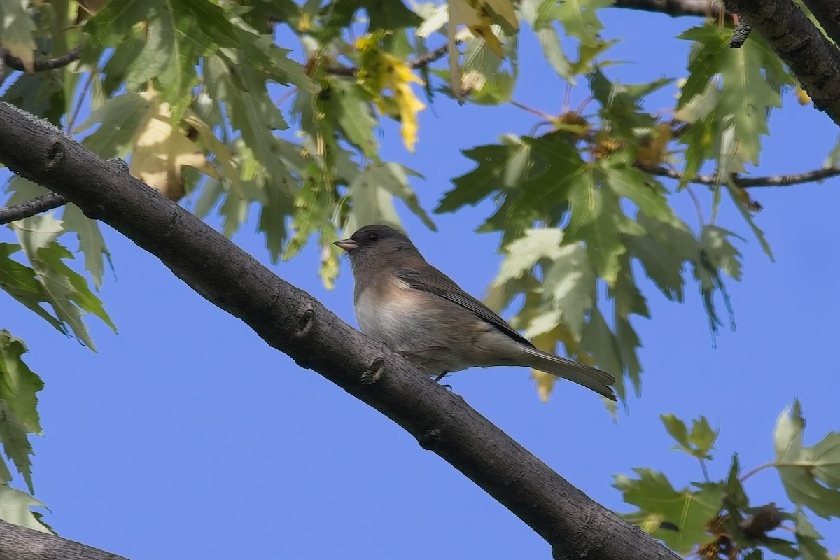 Dark-eyed Junco - ML642485327
