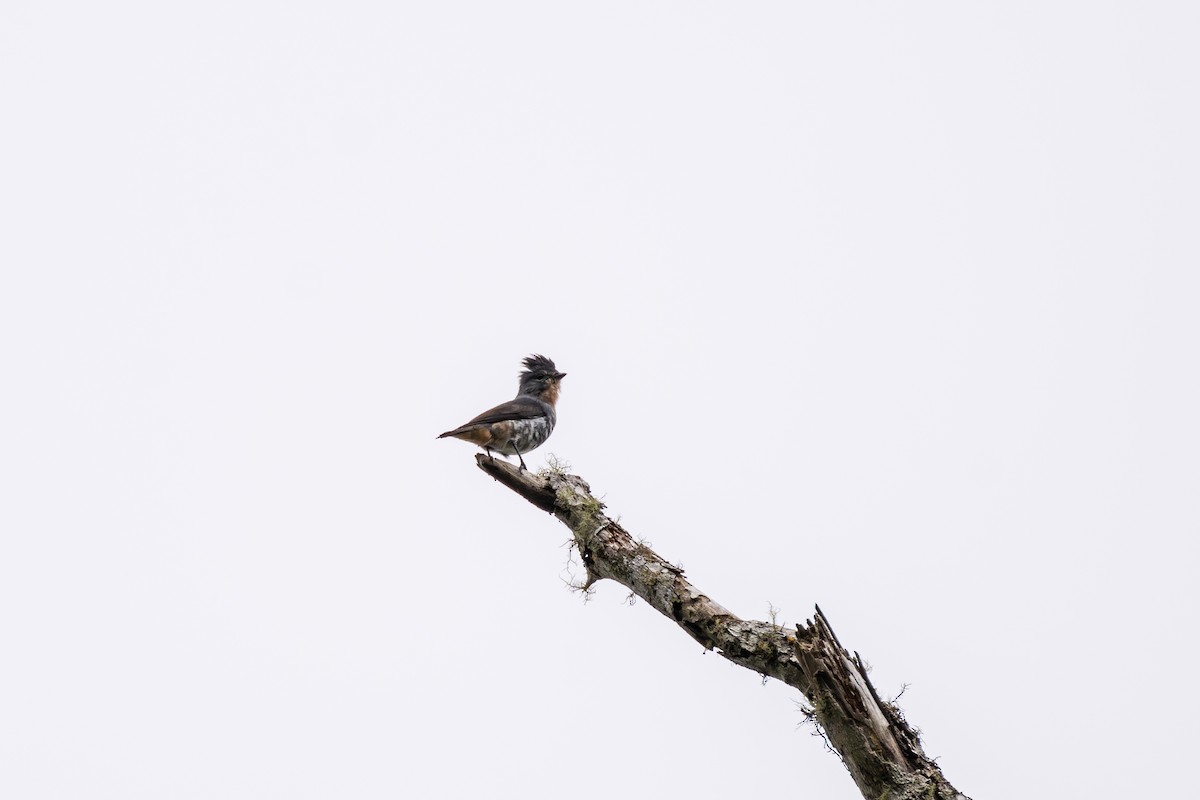 Buff-throated Purpletuft - ML642485332