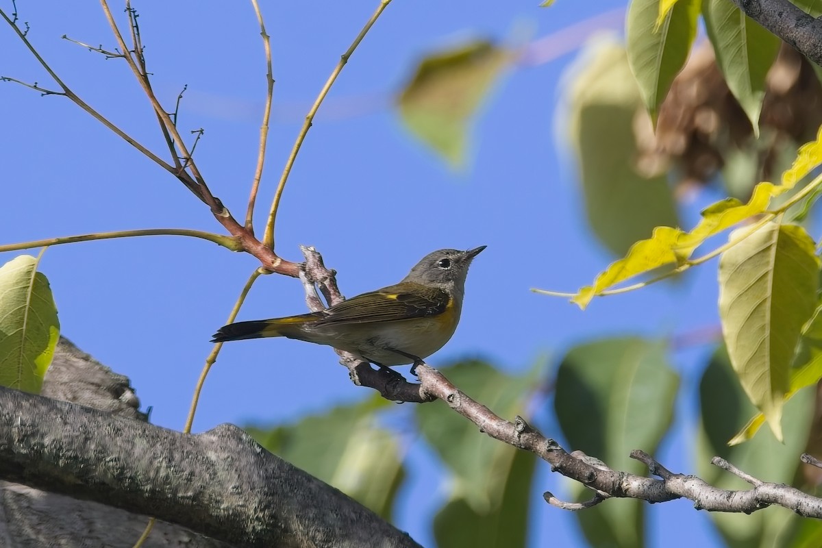 American Redstart - ML642485340