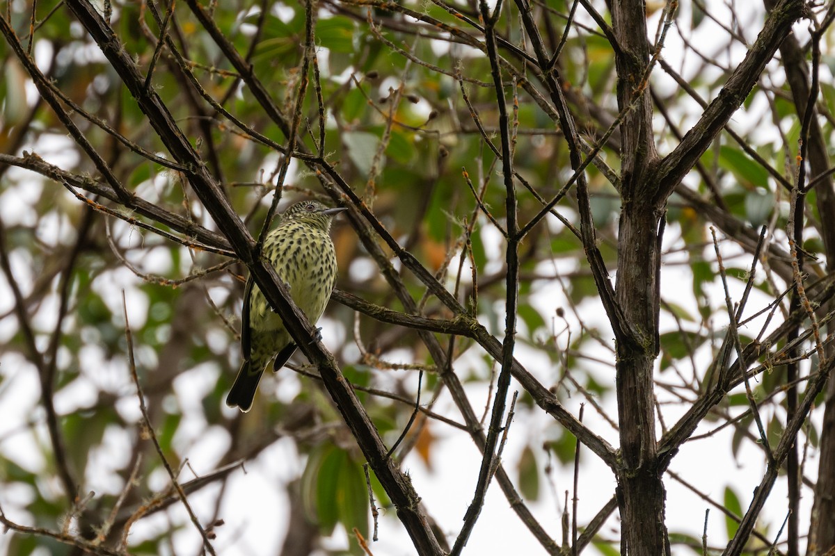 Sharpbill - ML642485344