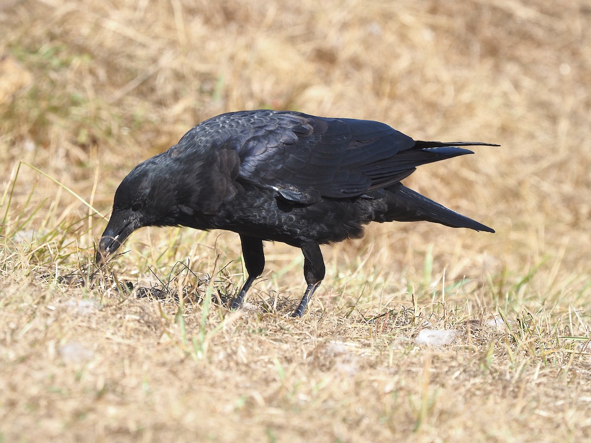 Grand Corbeau - ML642485346