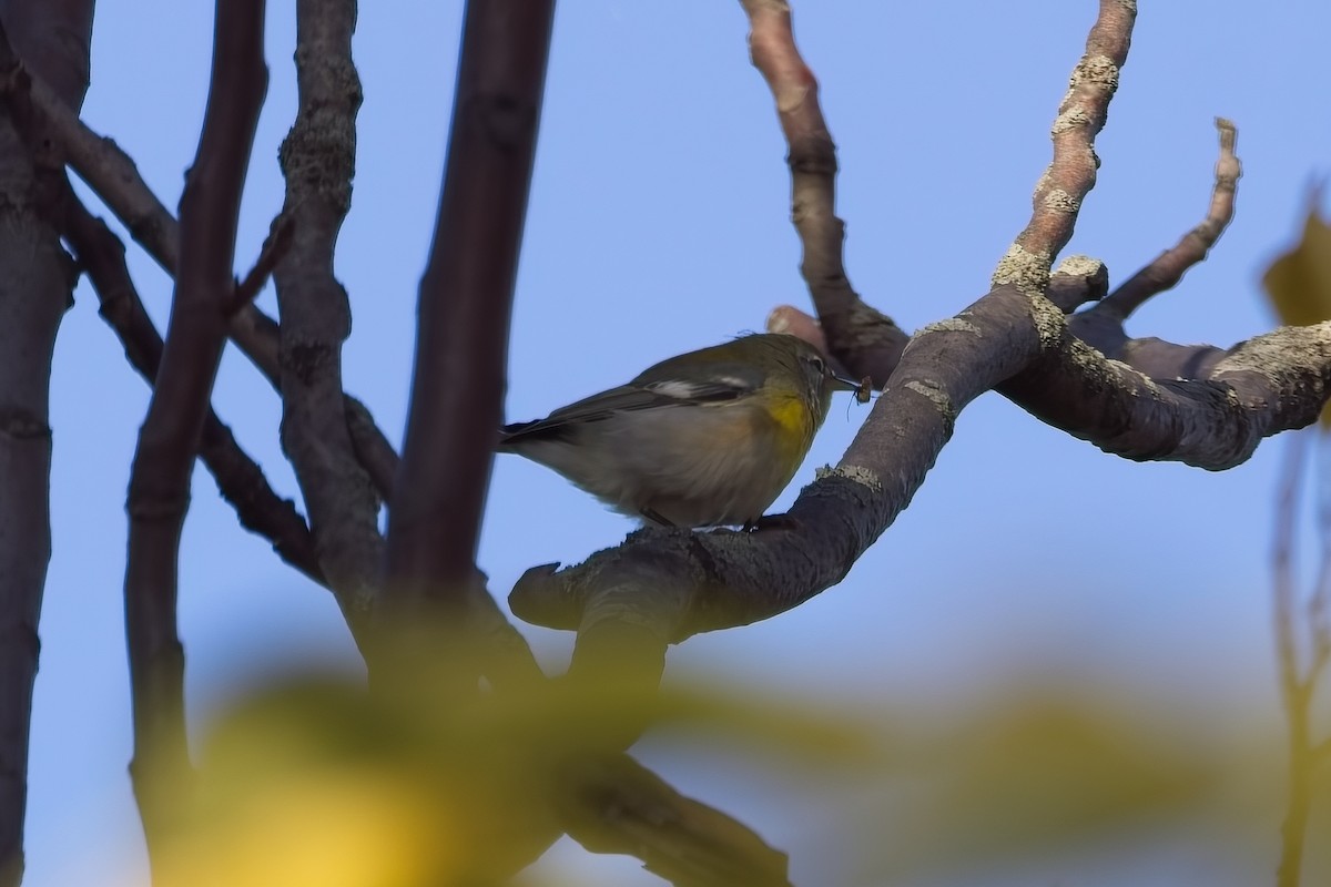 Northern Parula - ML642485347