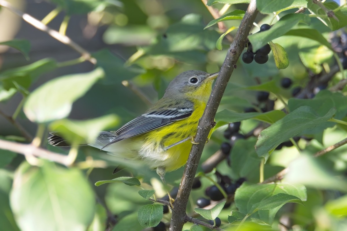 Magnolia Warbler - ML642485350
