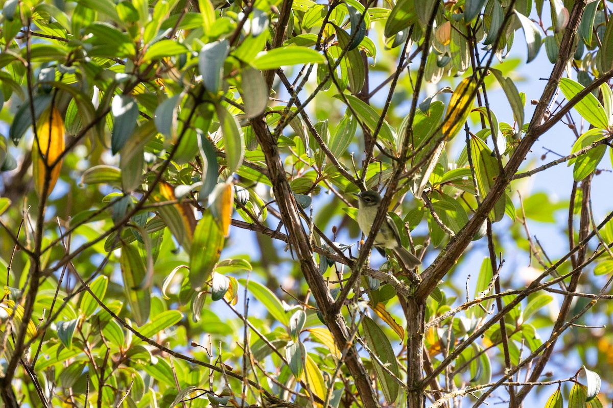 Bahia Tyrannulet - ML642485356