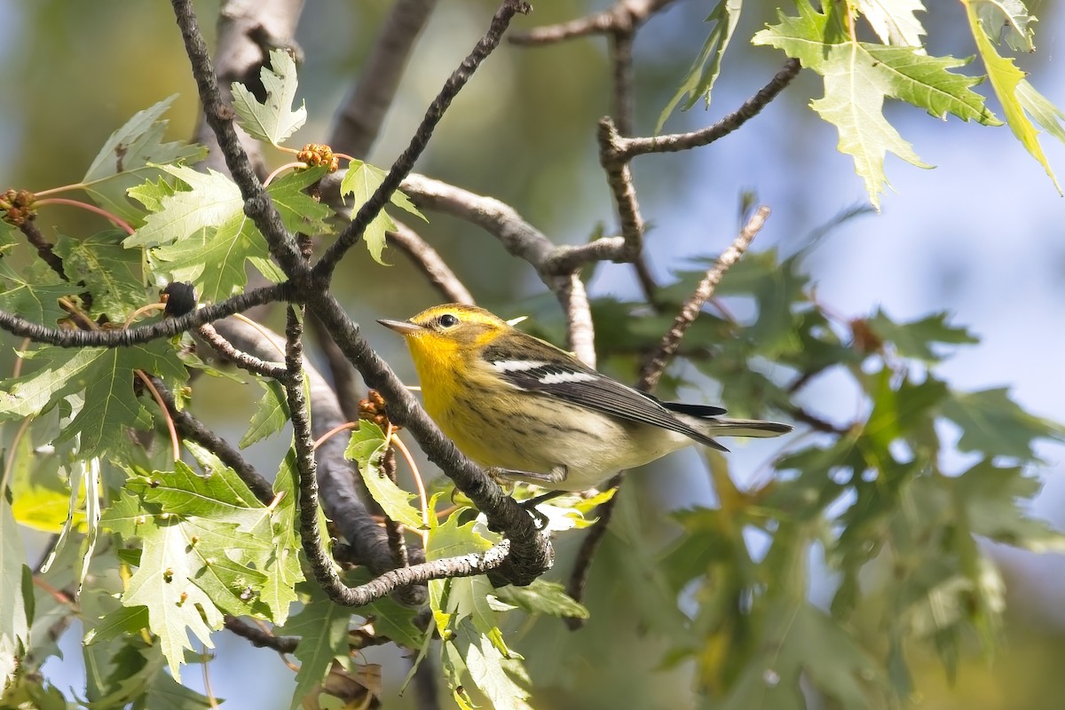 Blackburnian Warbler - ML642485360