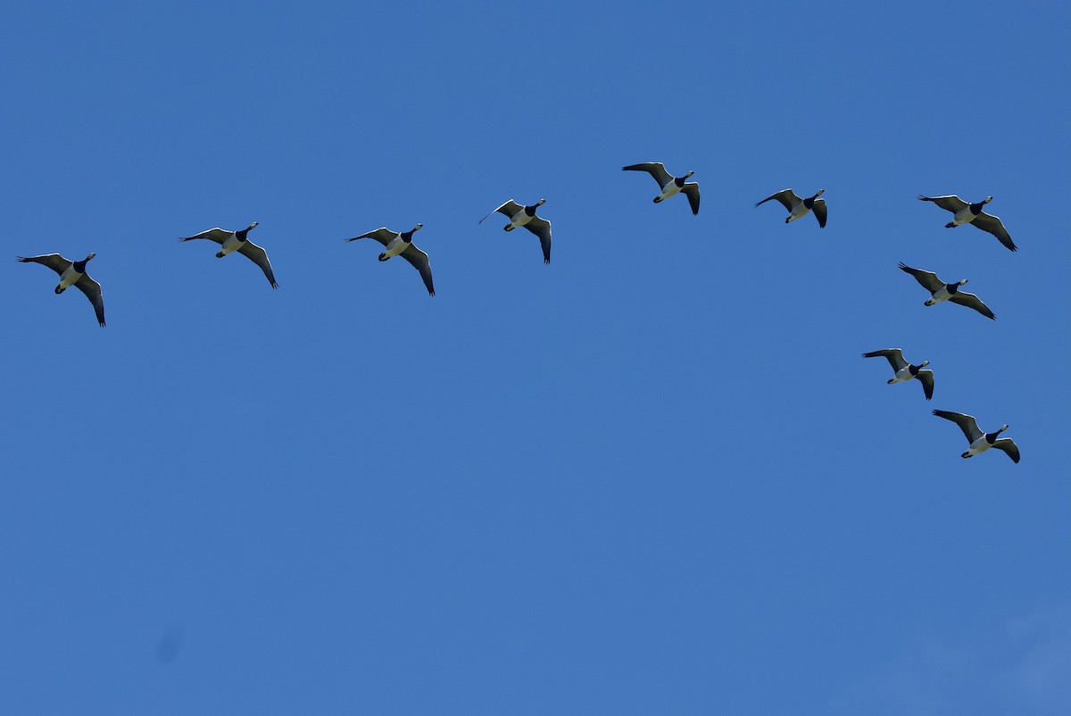 Barnacle Goose - ML642485362