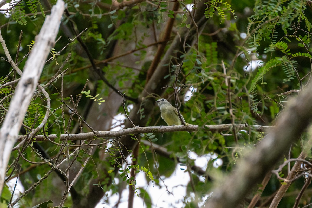 Planalto Tyrannulet - ML642485368