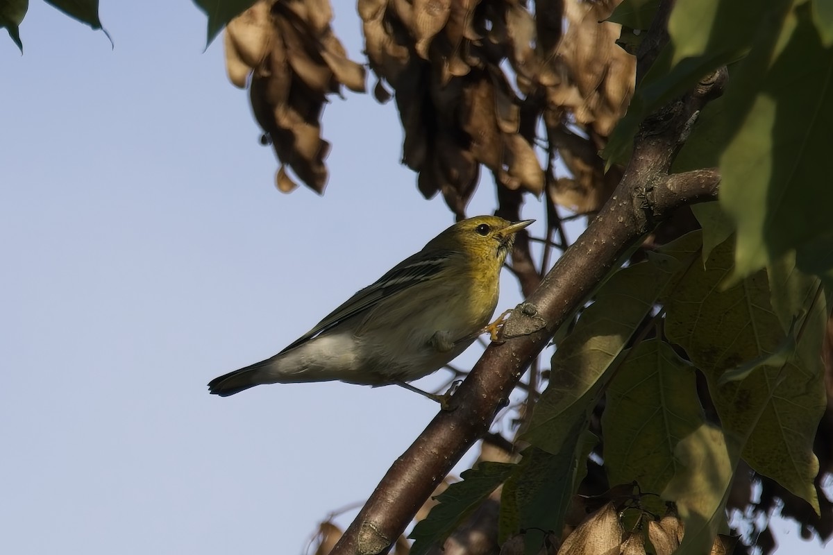 Blackpoll Warbler - ML642485371