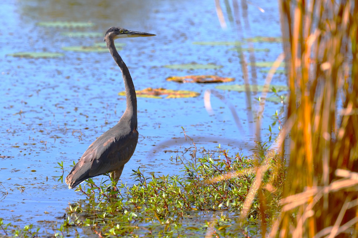 Great Blue Heron - ML642485375